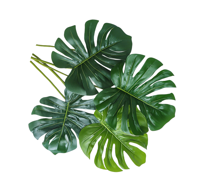 monstera